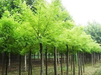 重庆元宝枫苗木,工程苗木批发,元宝枫价格产品图片,重庆元宝枫苗木,工程苗木批发,元宝枫价格产品相册